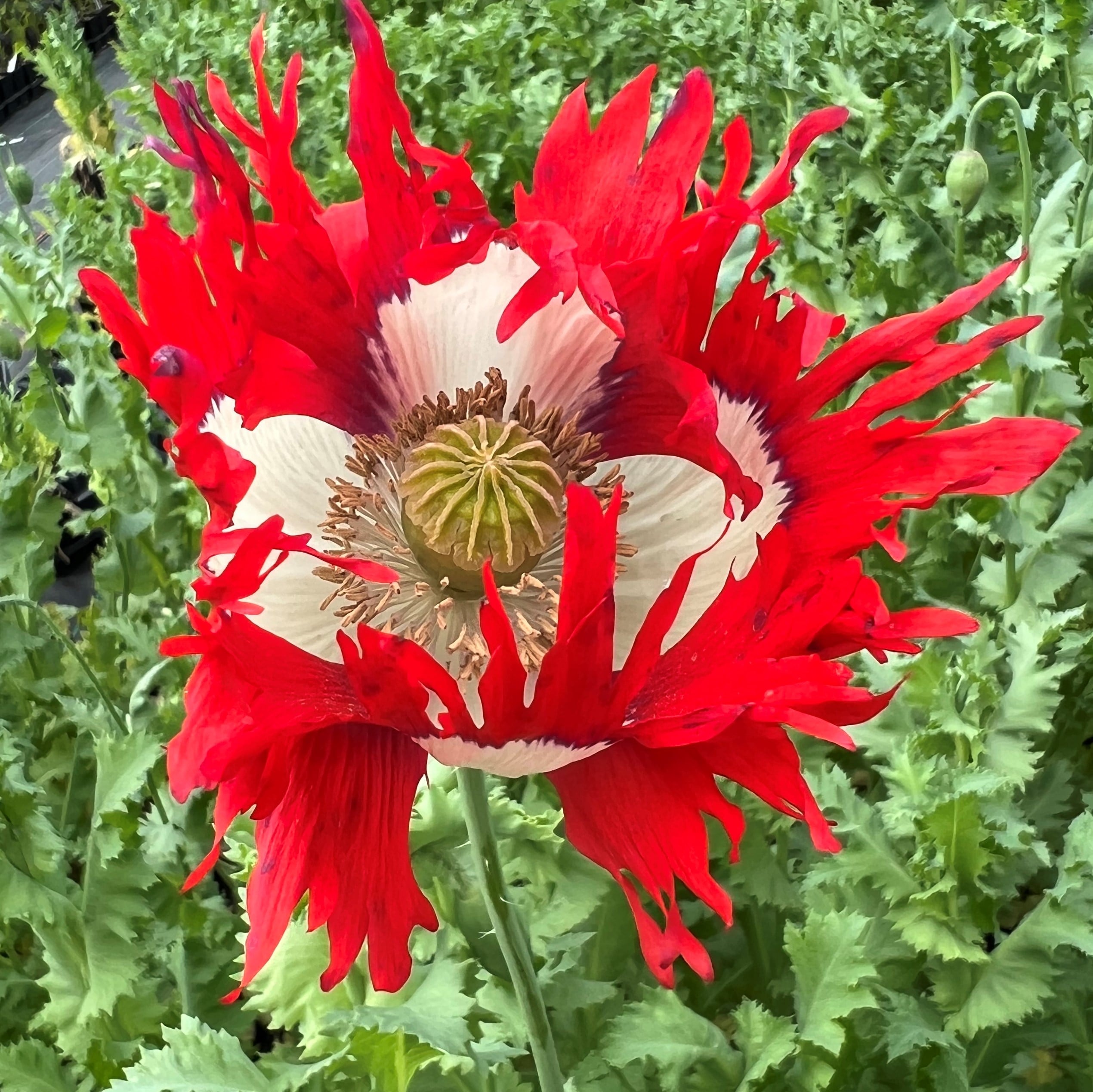 Papaver 'Danish Flag'