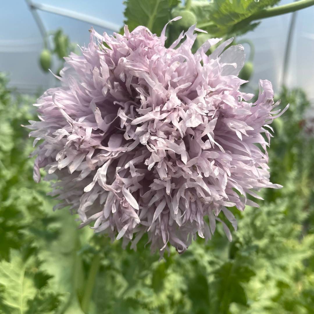 Papaver 'Lilac Pompom' JUNE