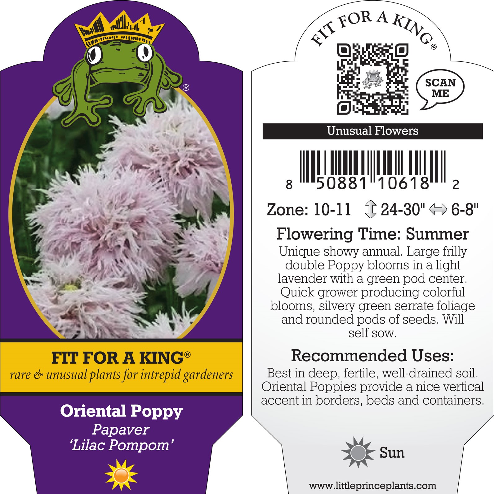 Papaver 'Lilac Pompom' - Poppy (4" Tall Pot) - Image 3