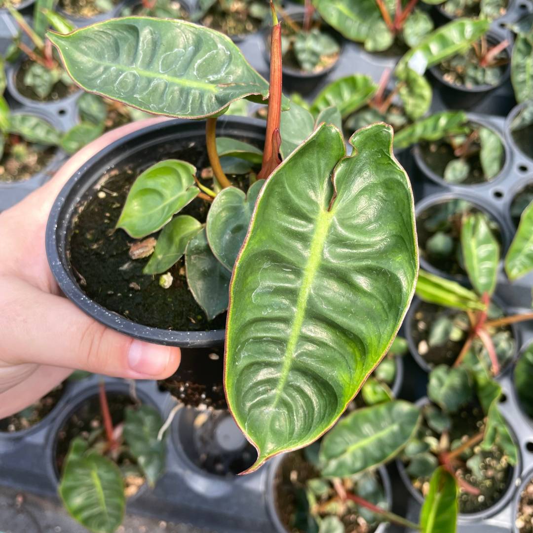 Philodendron billietiae JUNE (3)