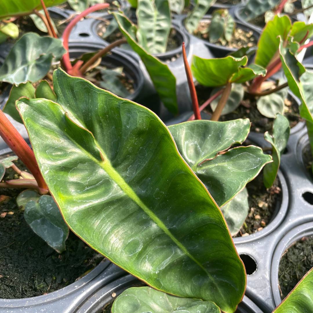 Philodendron billietiae JUNE
