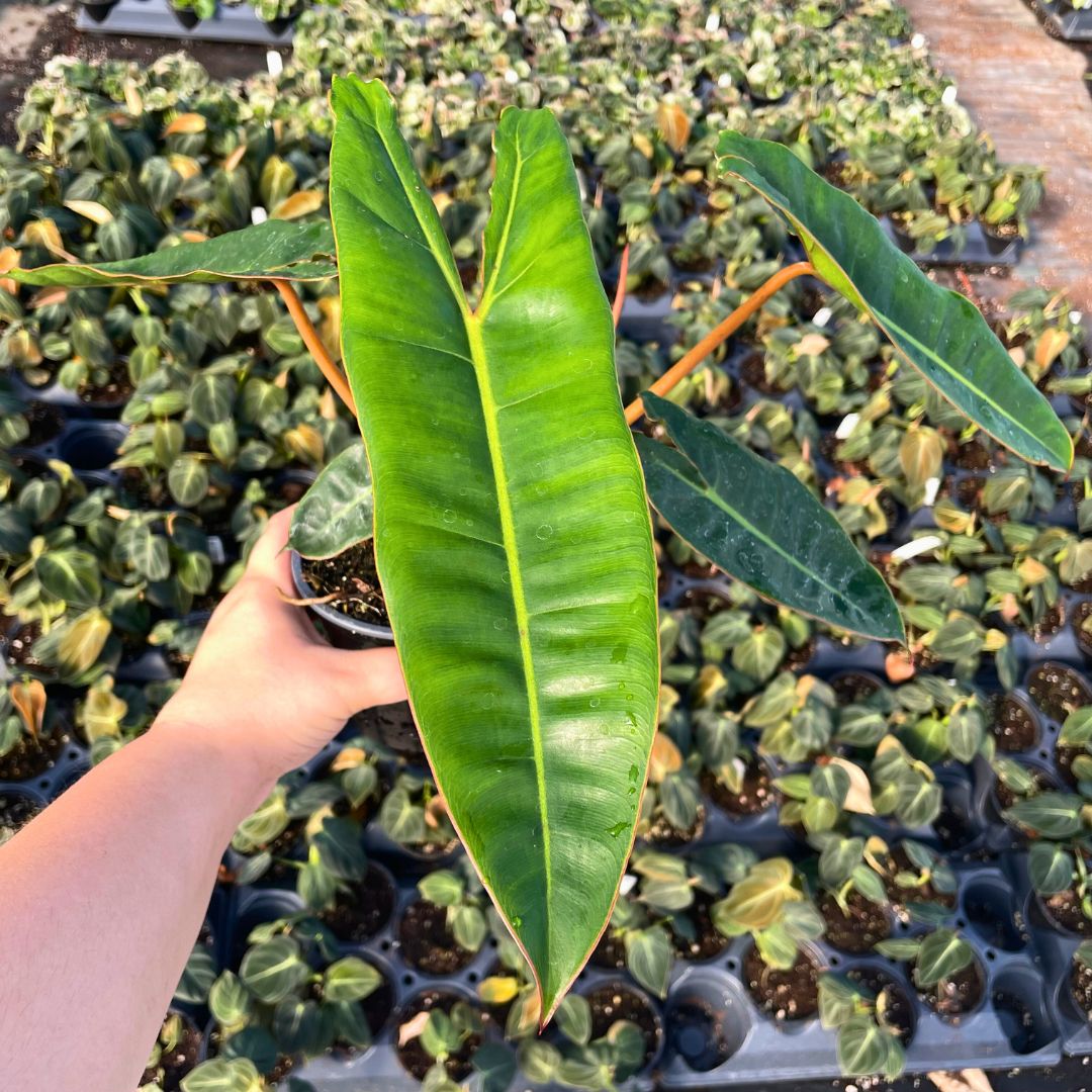 Philodendron billietiae