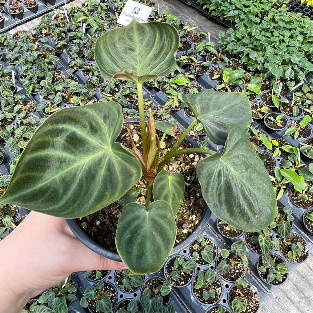 Philodendron verrucosum May 2