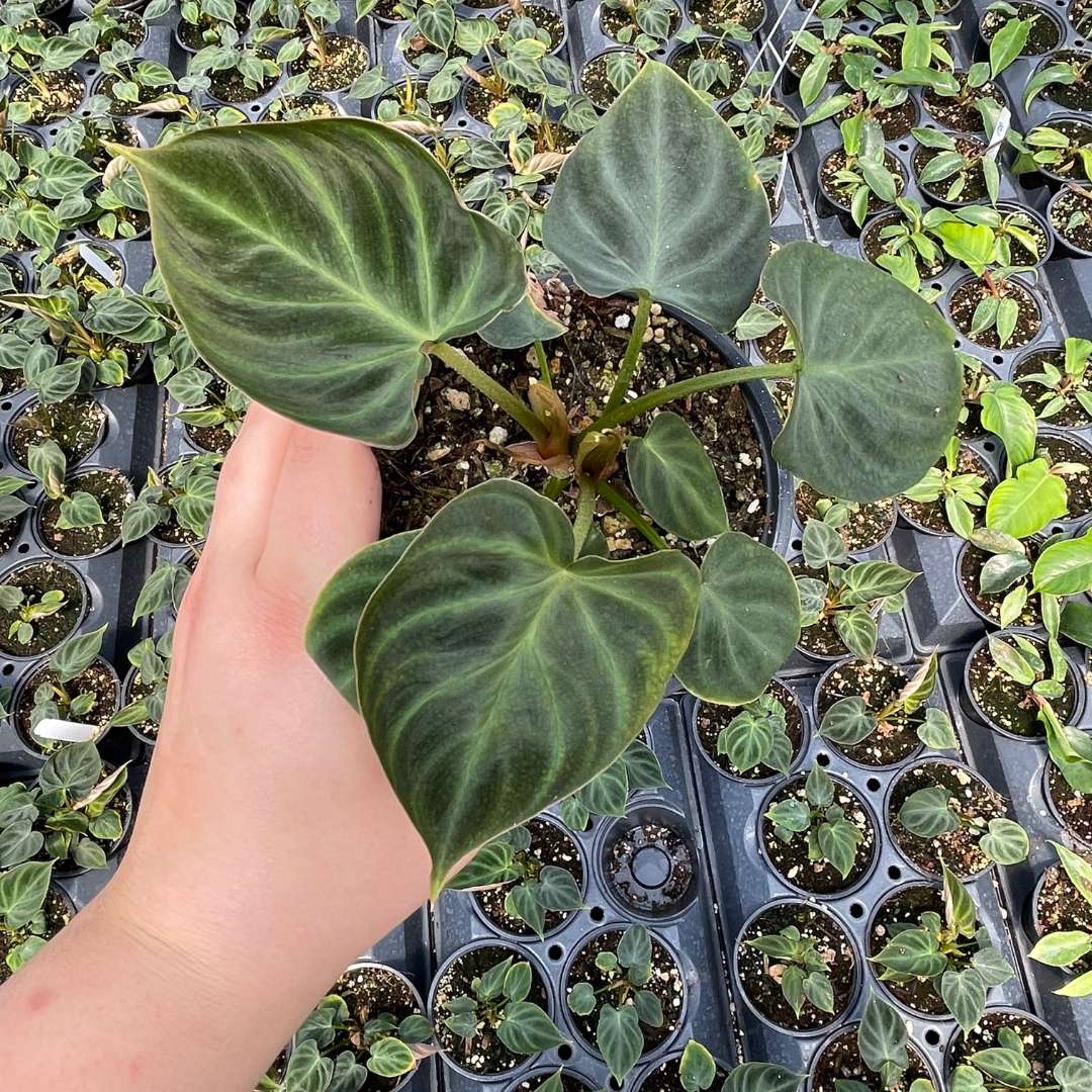 philodendron plant family Philodendron fibraecataphyllum – Foliage Factory main image 1