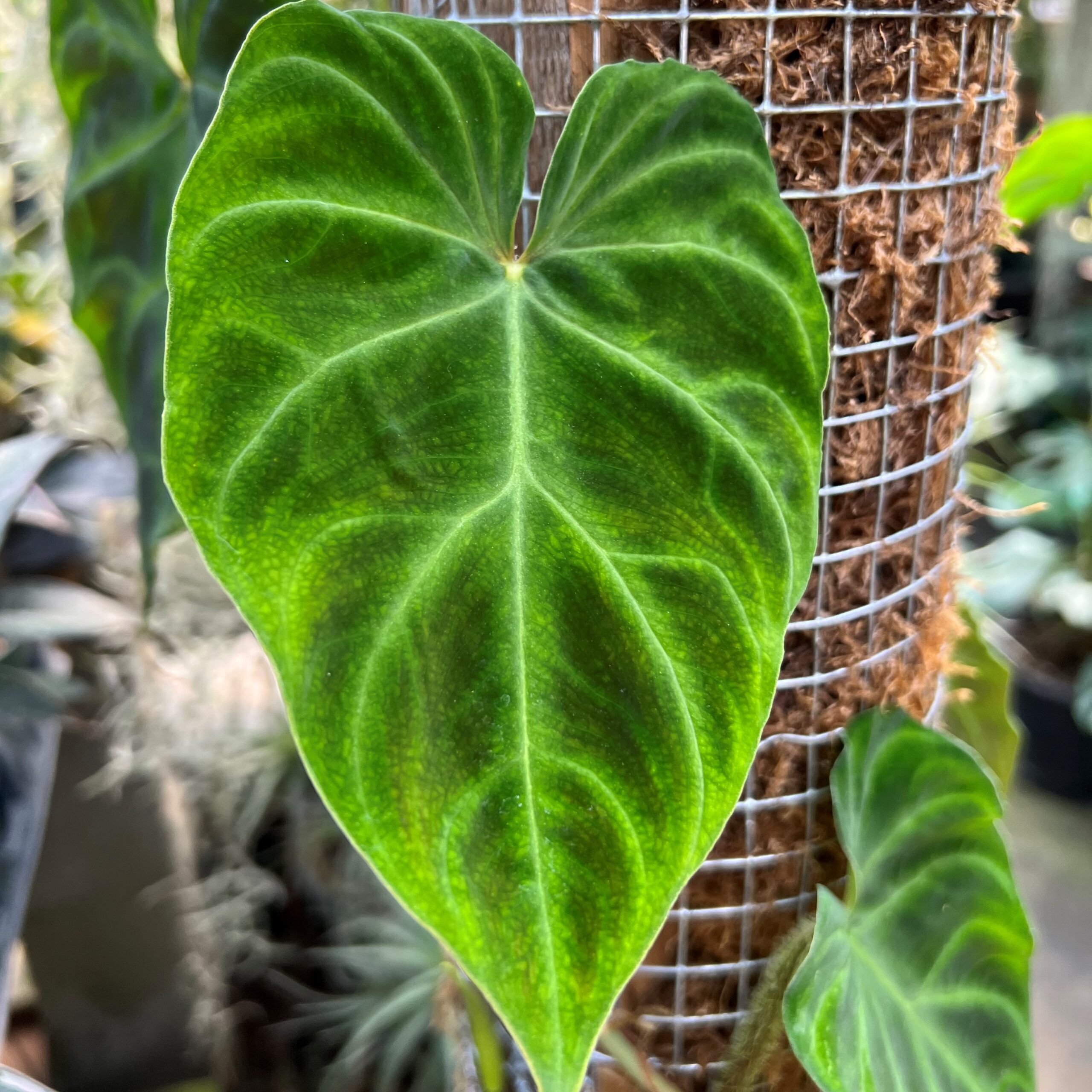 Philodendron verrucosum