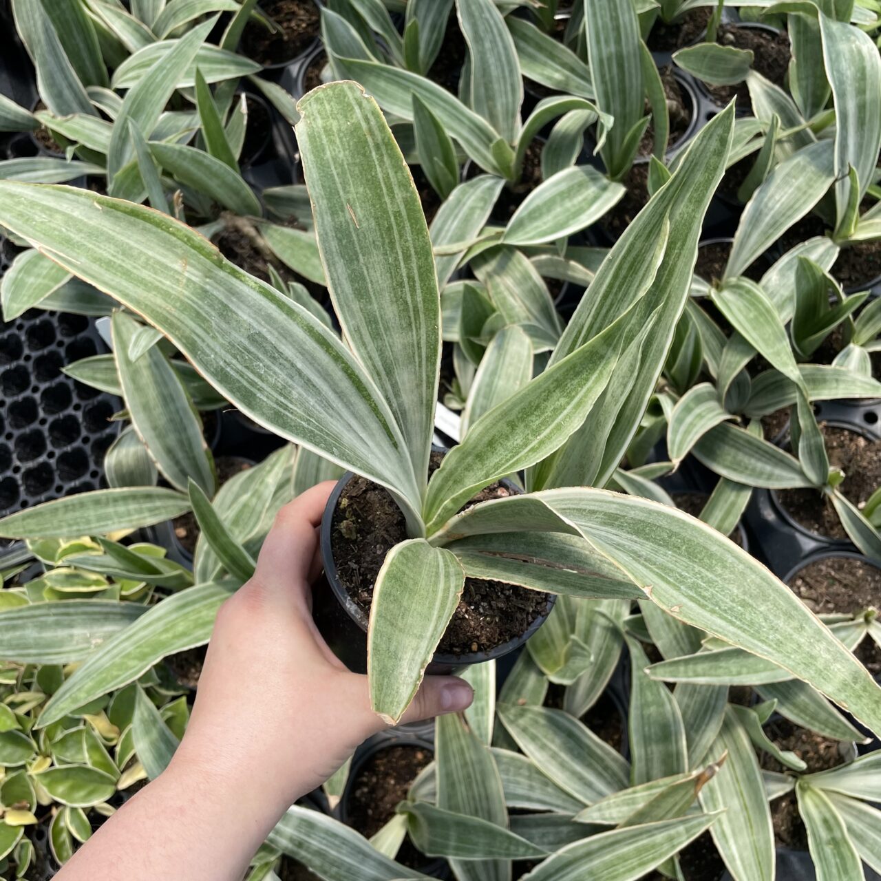 Silver Python Plant Sansevieria 'Siam Silver' - Snake Plant (4.5
