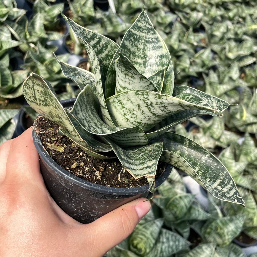 Sansevieria trifasciata 'Hahnii' - Snake Plant (4.5" Round) | Little Prince  of Oregon Nursery
