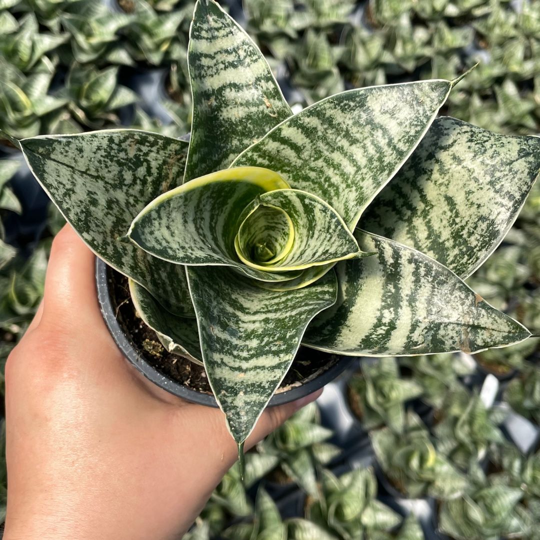 Sansevieria trifasciata 'Hahnii'