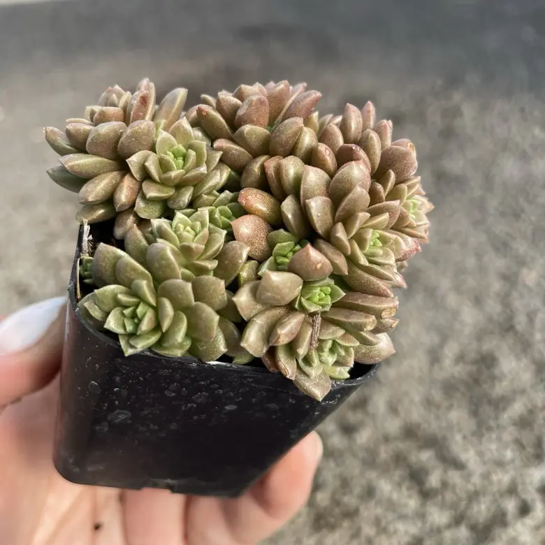 Sedum 'Little Gem' - Succulents (2" Pot) | Little Prince of Oregon Nursery