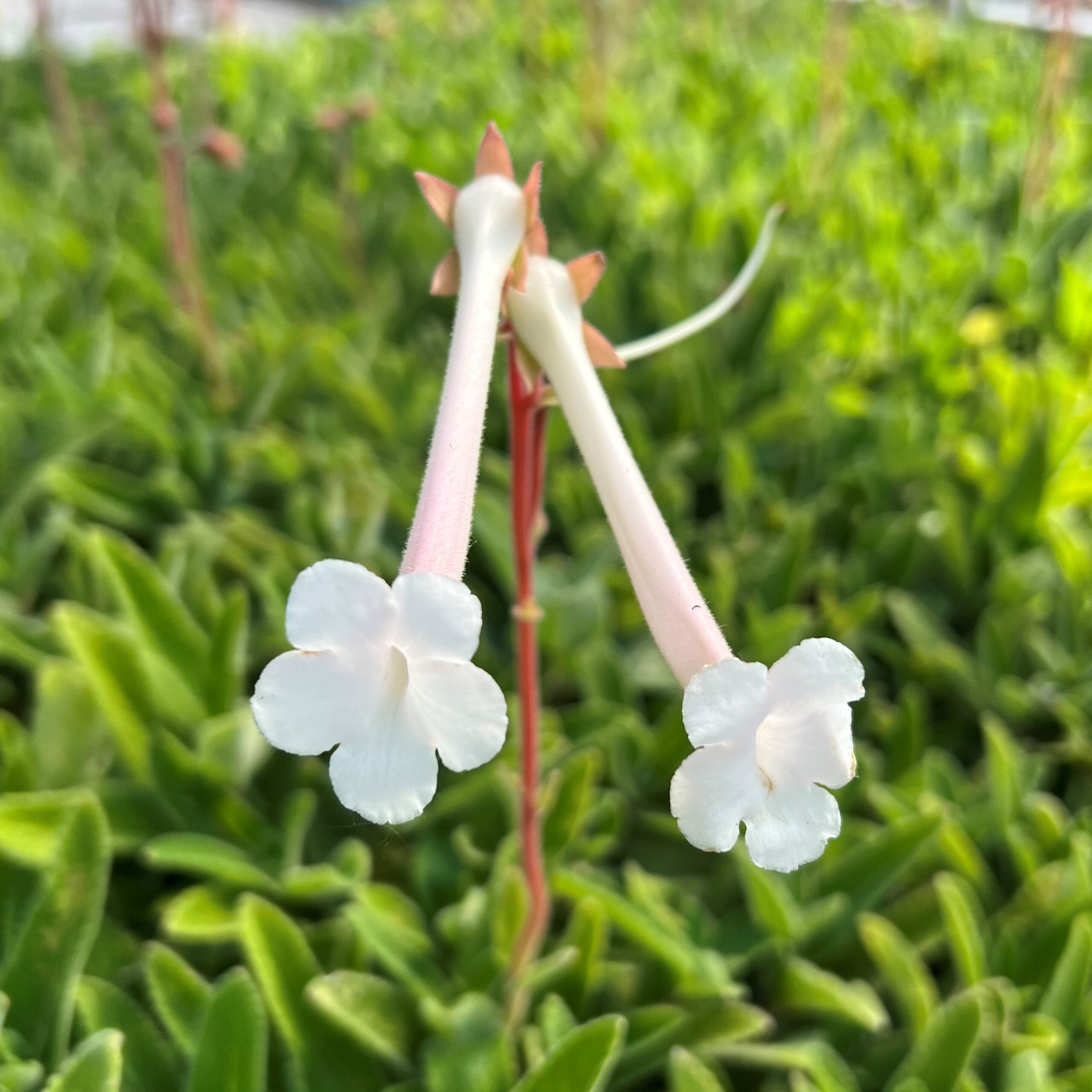 Sinningia 'Alba'