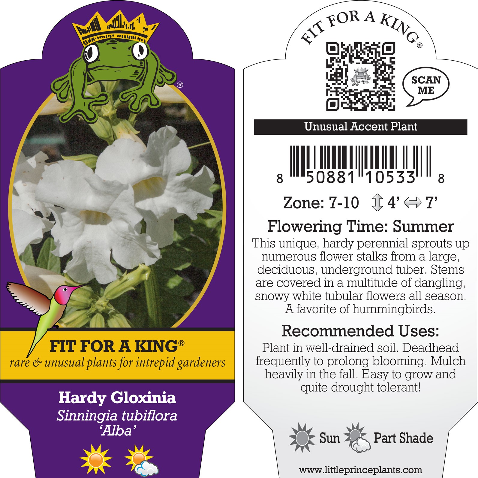 Sinningia tubiflora 'Alba' - Hardy Gloxinia