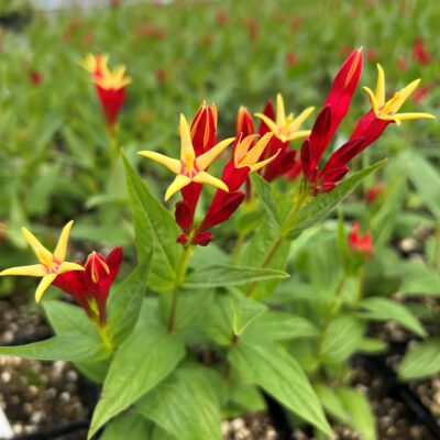 Spigelia 'Little Redhead'