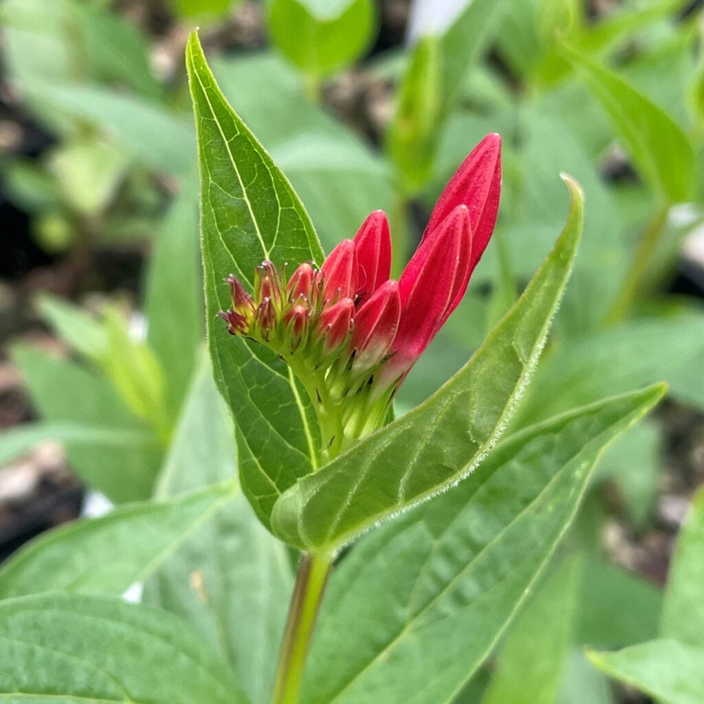 Spigelia Marilandica Little Redhead Indian Pink 4 5 Tall spigelia-marilandica-little-redhead-indian-pink-4-5-tall