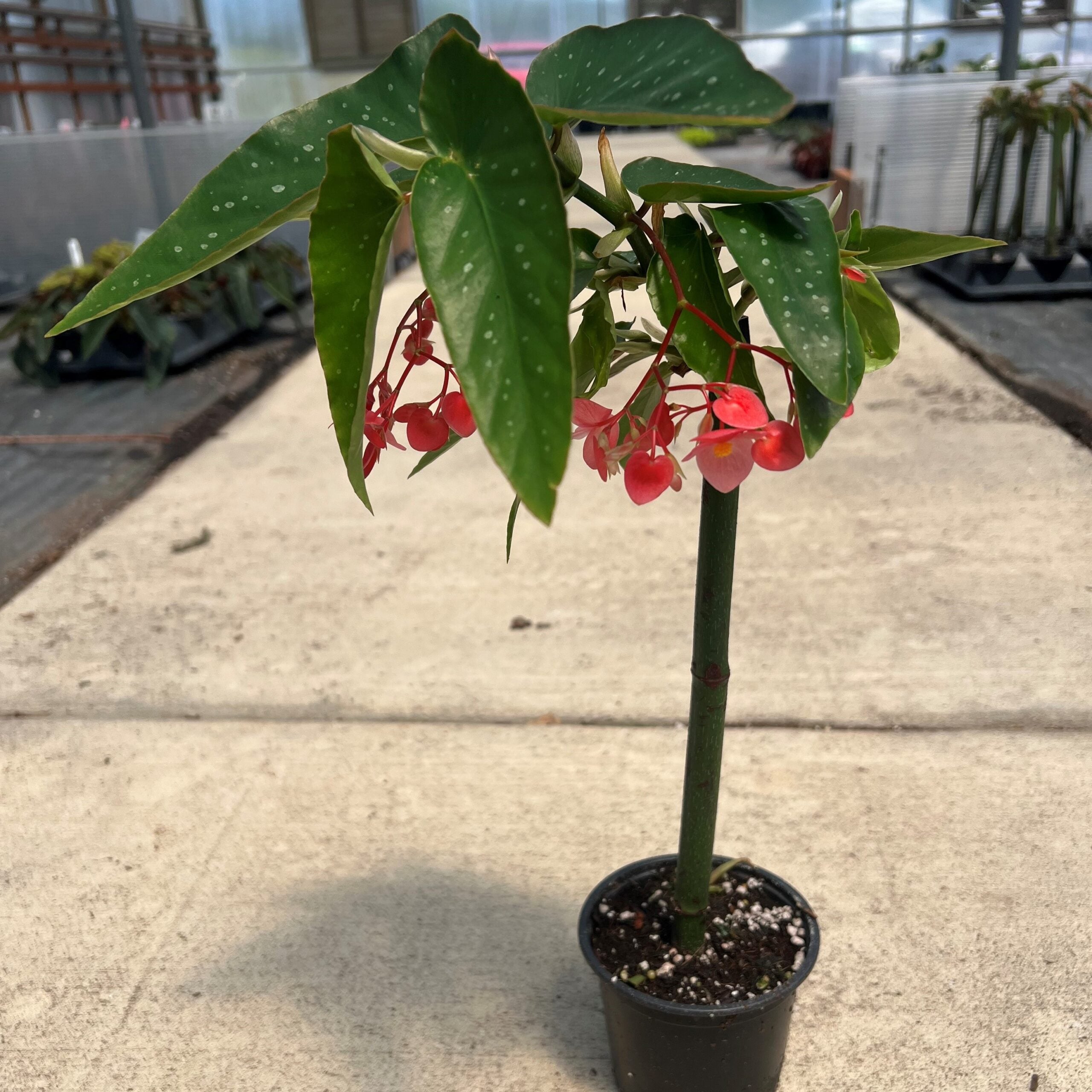 Begonia Tamaya Pink Pergola