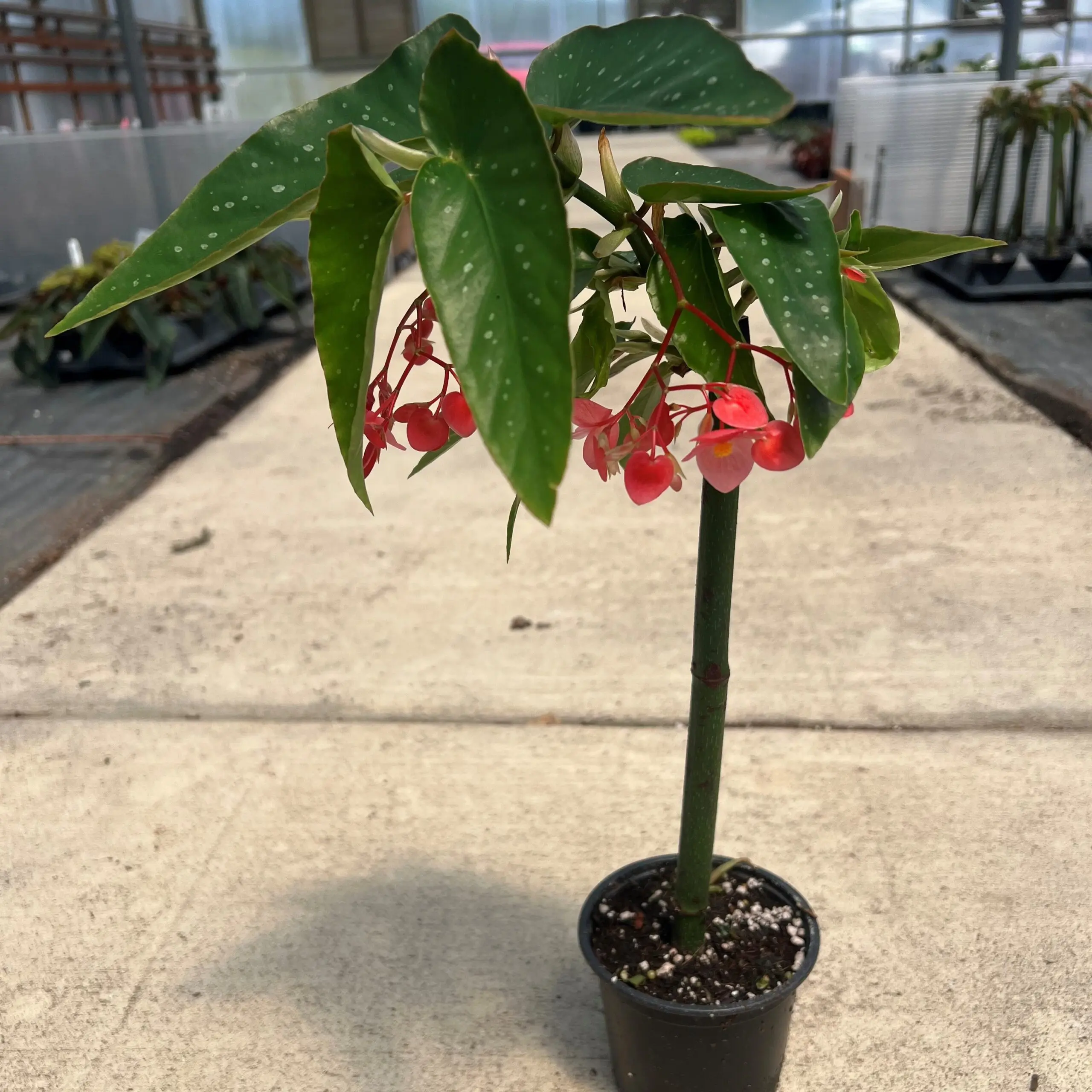 Begonia Tamaya® Pink Pergola - Bamboo Begonia (4.5