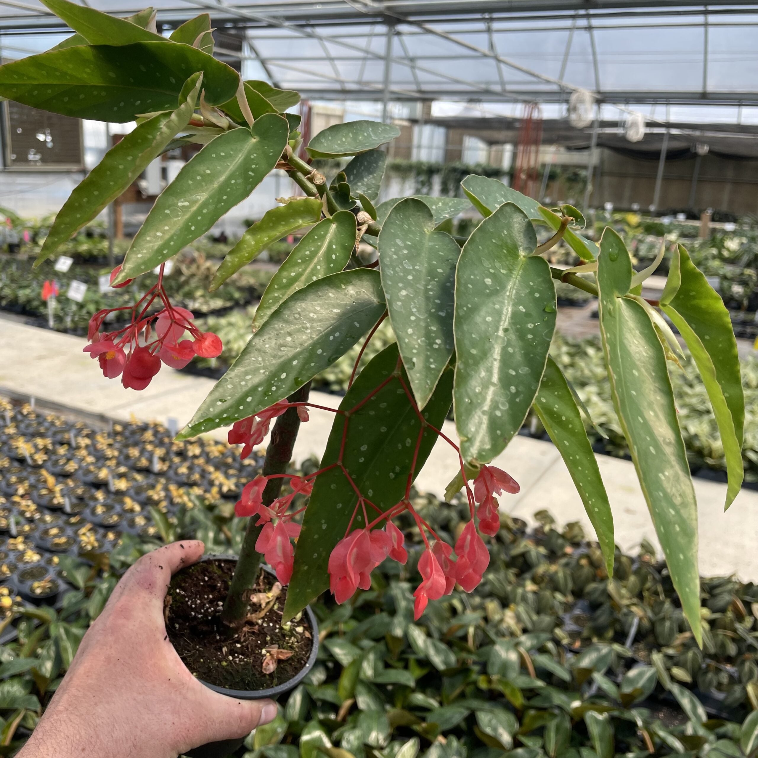 Begonia 'Tamaya®' Pink Pergola