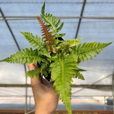Blechnum appendiculatum