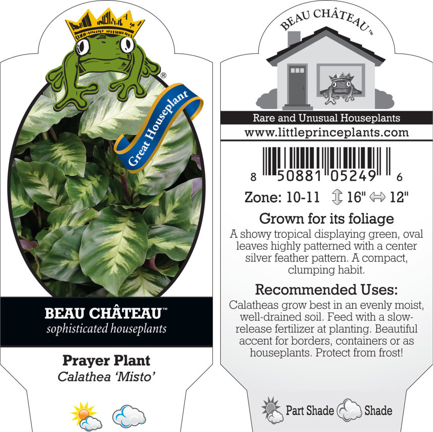 Calathea 'Misto' - Prayer Plant (4.5" Pot) | Little Prince of Oregon Nursery