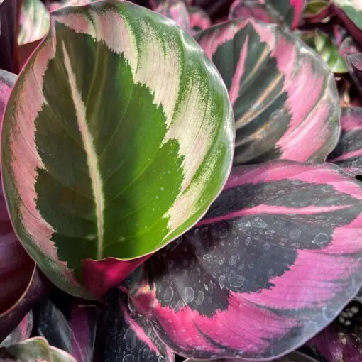 Calathea 'Suprisestar' - Rose-Painted Calathea (4.5" Pot) | Little Prince  of Oregon Nursery