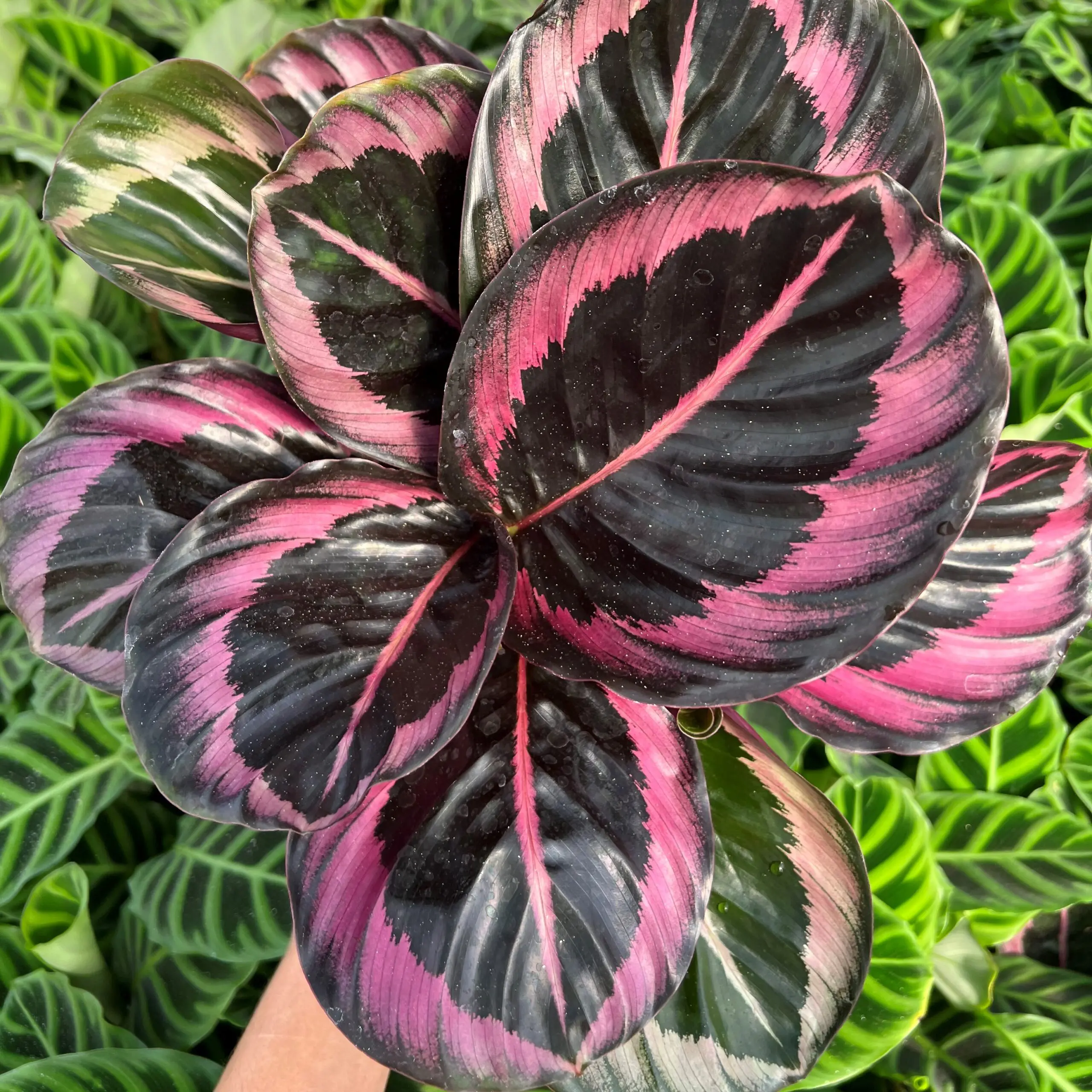 Calathea 'Suprisestar' - Rose-Painted Calathea (4.5" Pot) | Little Prince  of Oregon Nursery