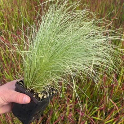 Carex comans 'Frosted Curls'