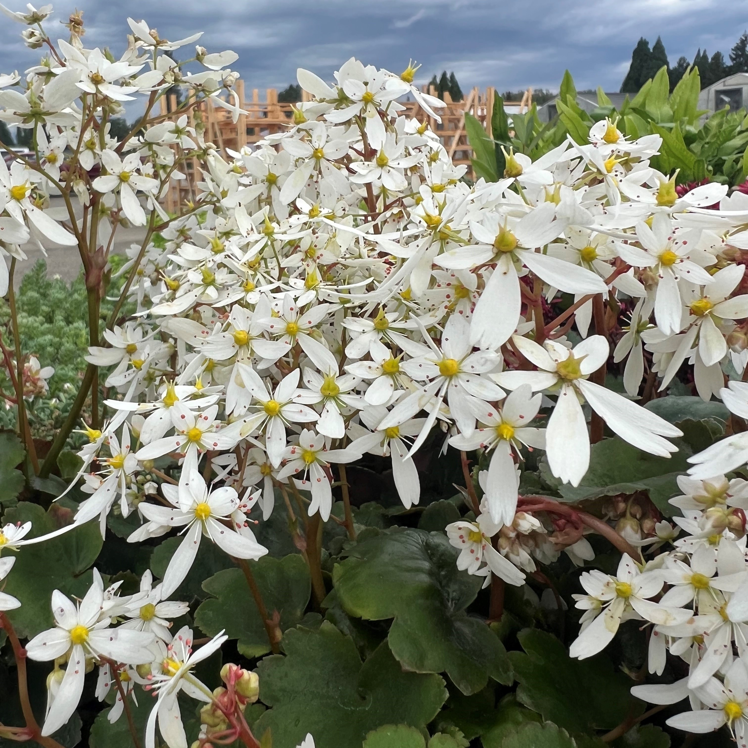 Saxifraga cortusifolia Dancing Pixies® 'Thea' - Saxifrage (4.5" Pot) - Image 2