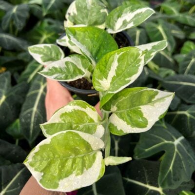 Epipremnum aureum 'Glacier'