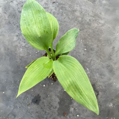 Hosta 'Blue Angel'