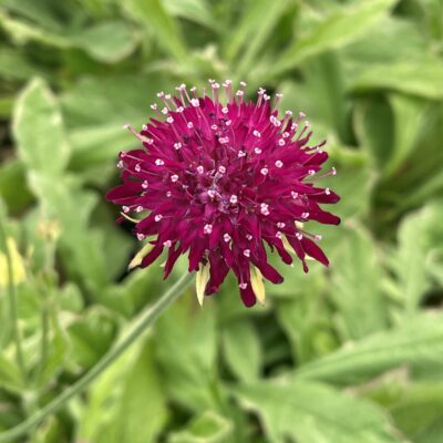 Knautia 'Thunder and Lightning' Pincushion Plant Bloom