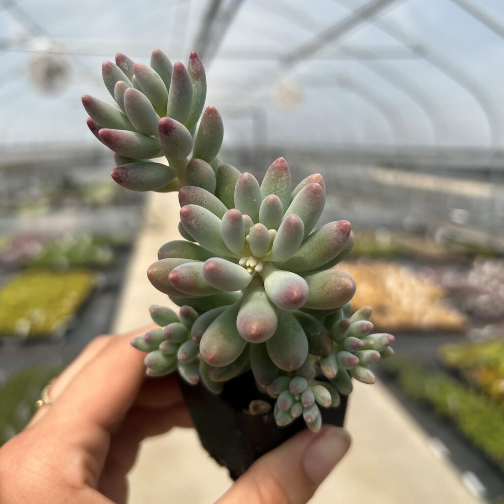 Pachyphytum-Macho-1024x1024.jpg