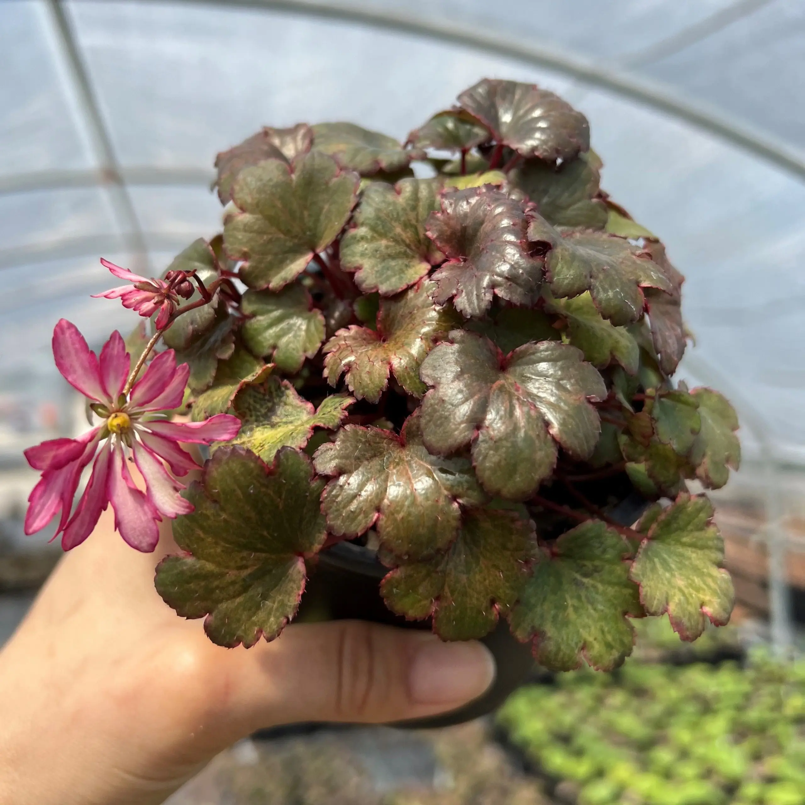 Saxifraga-c.-Dancing-Pixies®-