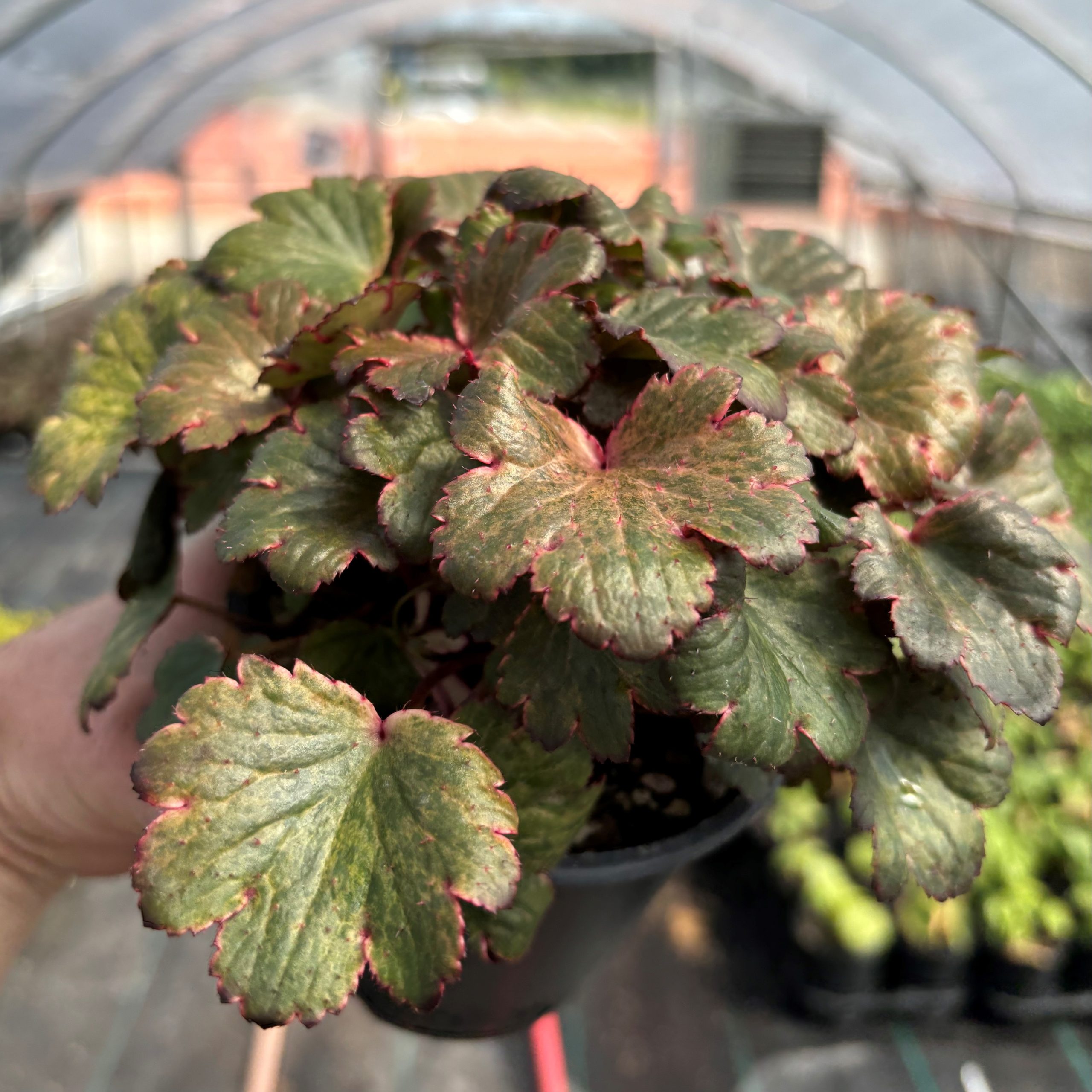 Saxifraga cortusifolia Dancing Pixies® 'Talea' - Saxifrage (4.5