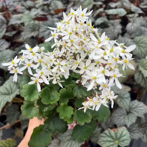 Saxifraga cortusifolia Dancing Pixies® 'Thea' - Saxifrage (4.5