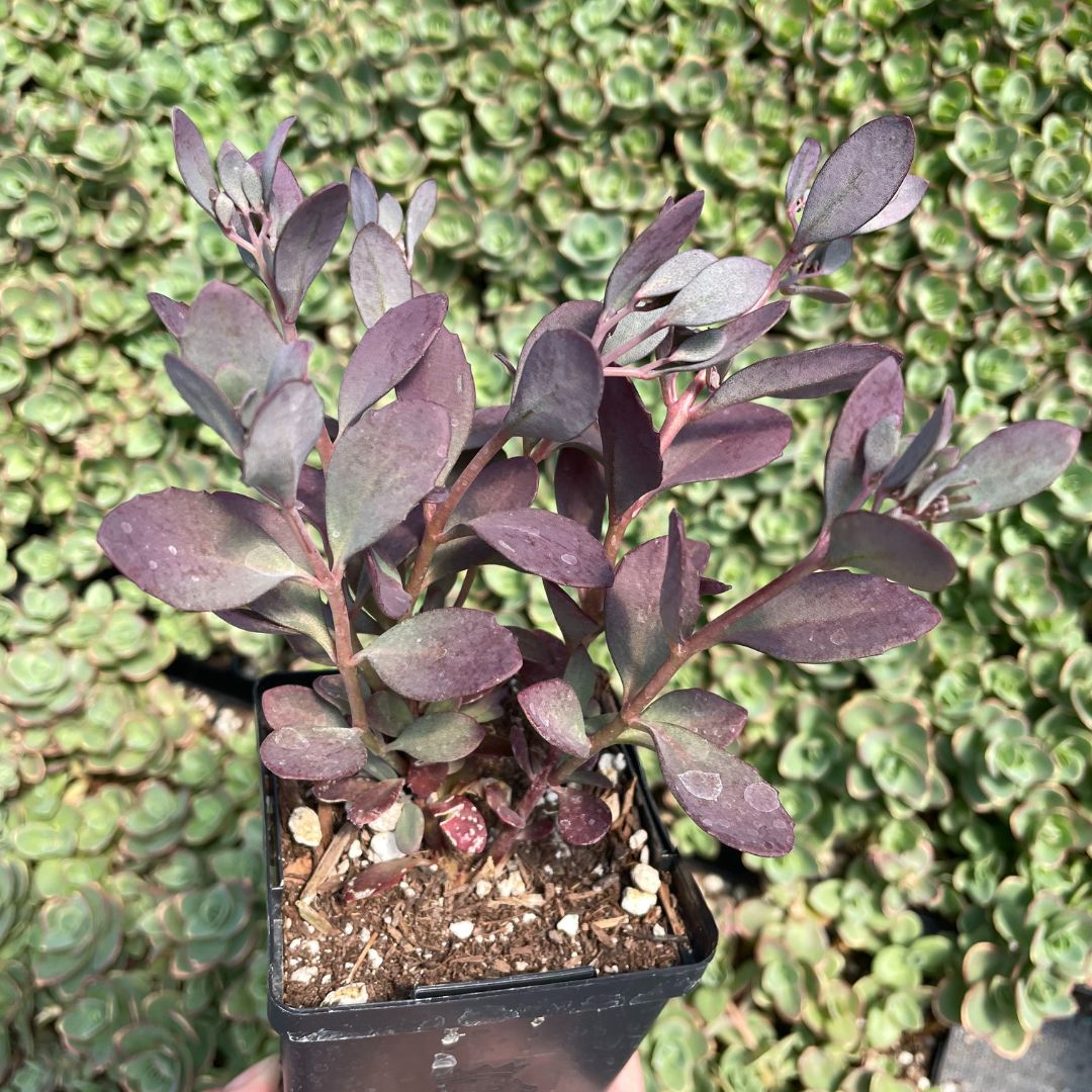 Sedum SunSparkler 'Plum Dazzled' (1)