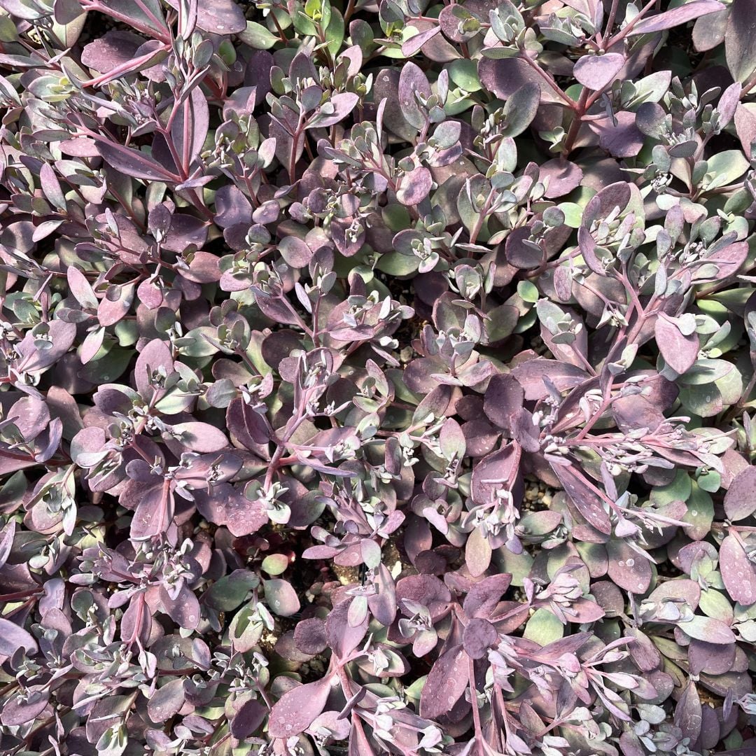 Sedum SunSparkler 'Plum Dazzled' (2)