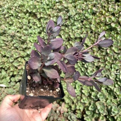 Sedum SunSparkler 'Plum Dazzled'