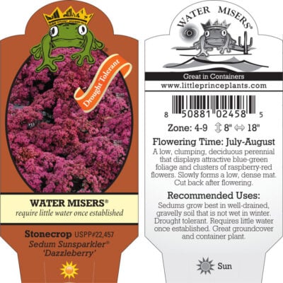 Sedum Sunsparkler® 'Dazzleberry'