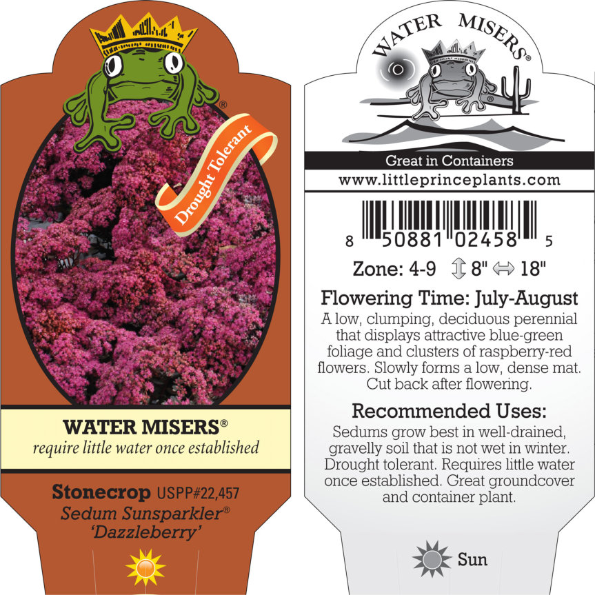 Sedum Sunsparkler® 'Dazzleberry'