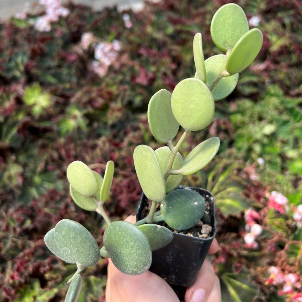 chalk stick succulent Senecio mandraliscae (Blue Chalksticks) – Ricardo's Nursery main image 1