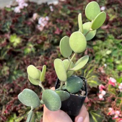 Xerosicyos danguyi - Silver Dollar Vine (2" Pot) | Little Prince of Oregon  Nursery