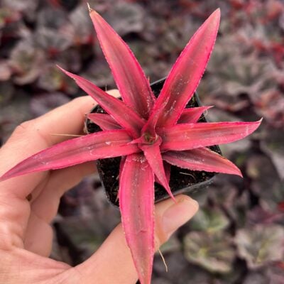 Cryptanthus 'Ruby Red' - Earth Stars, Zoomed