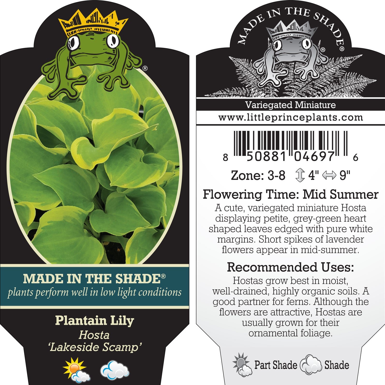 Hosta 'Lakeside Scamp' - Plantain Lily (3.5