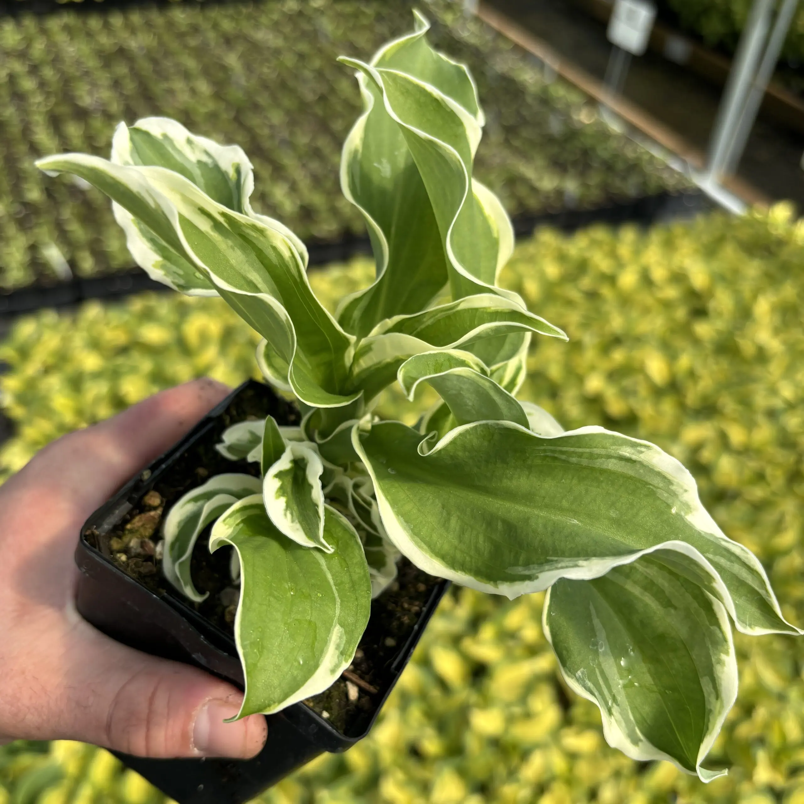 Hosta 'Let's Twist Agian' - Plantain Lily (3.5