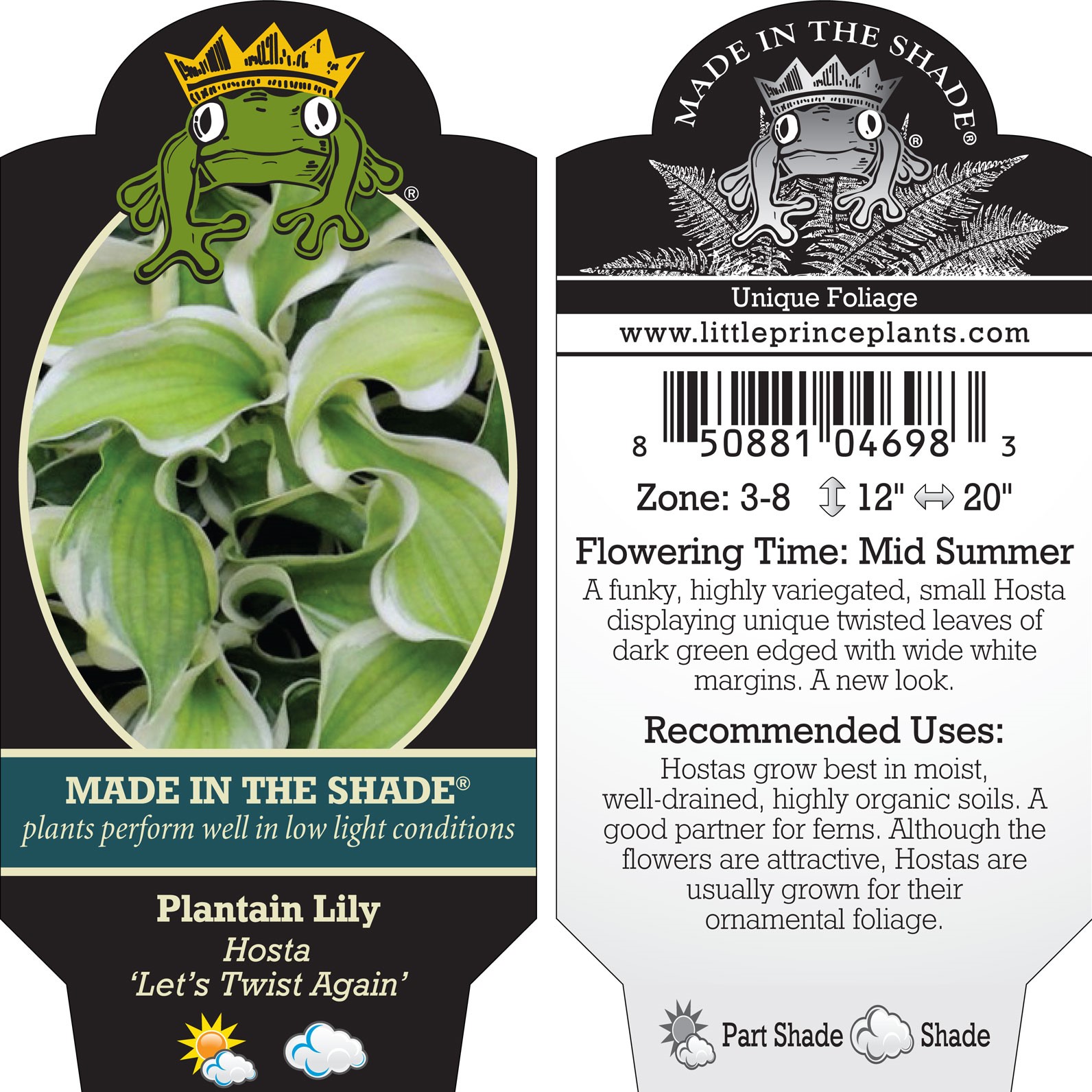 Hosta 'Let's Twist Agian' - Plantain Lily (3.5