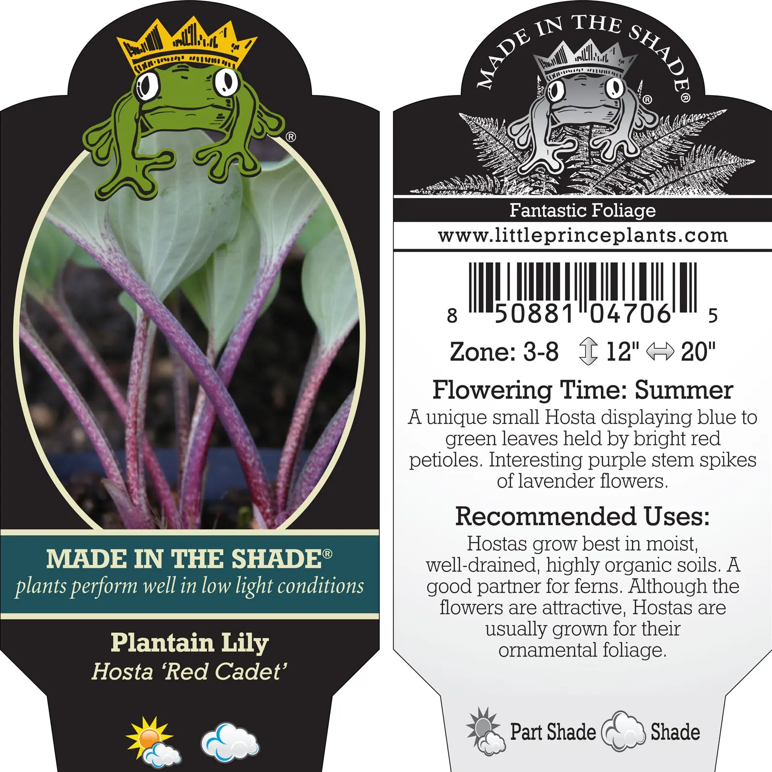 Hosta-Red-Cadet-Plantain-Lily.