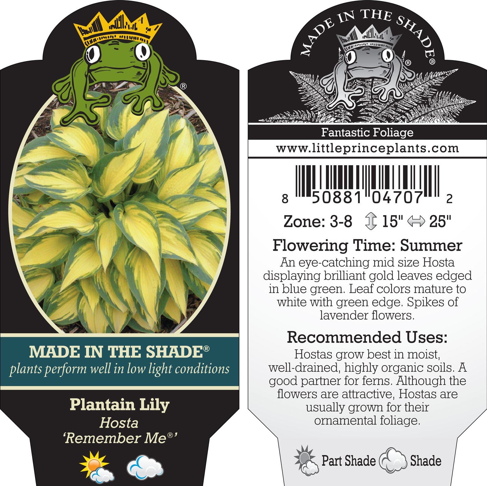 Hosta 'Remember Me' - Plantain Lily