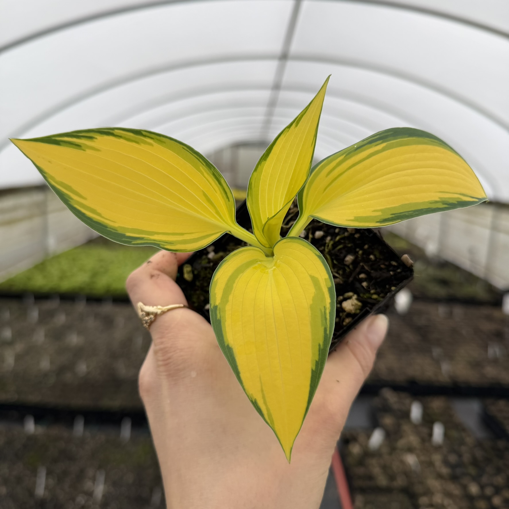 Hosta 'Remember Me®' - Plantain Lily (3.5" Pot)