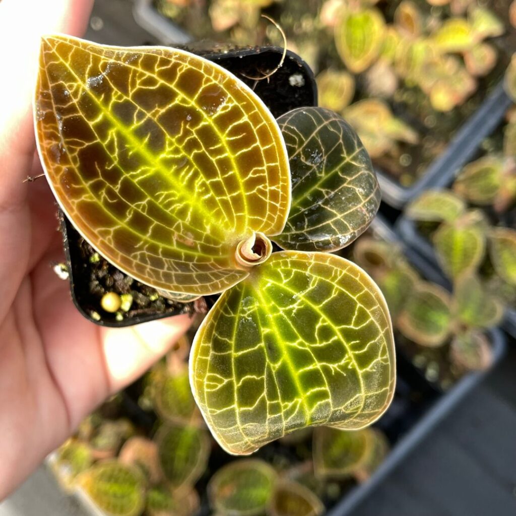 ［ジュエルオーキッド］Macodes sanderiana Macodes sanderiana x limii- Jewel Orchid (2