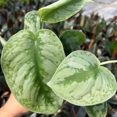 Scindapsus pictus 'Exotica'