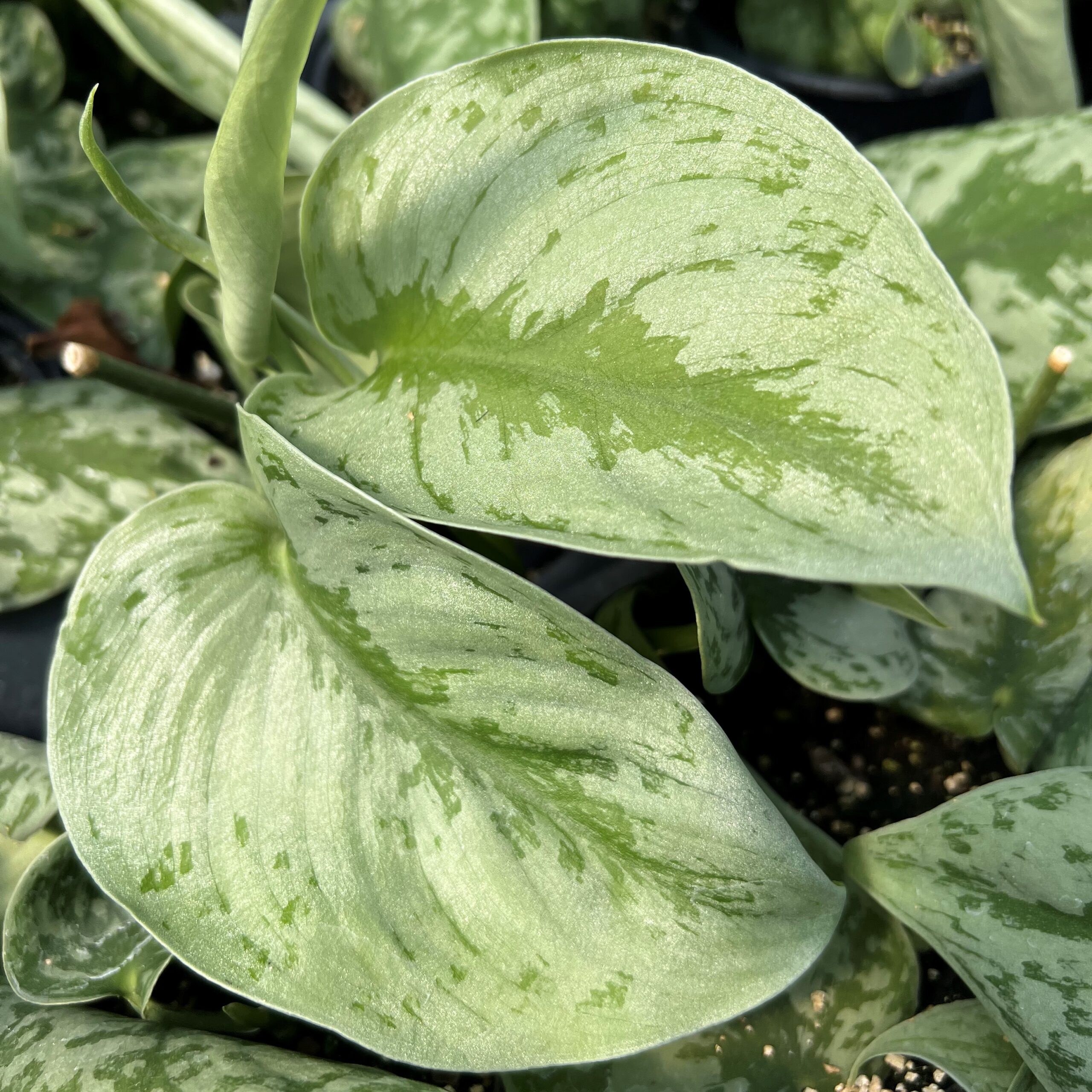 Scindapsus pictus 'Exotica' (2)